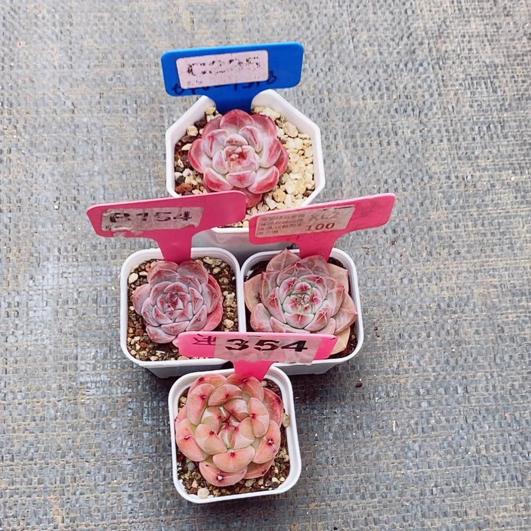 夜*4颗4-5cm多肉植物