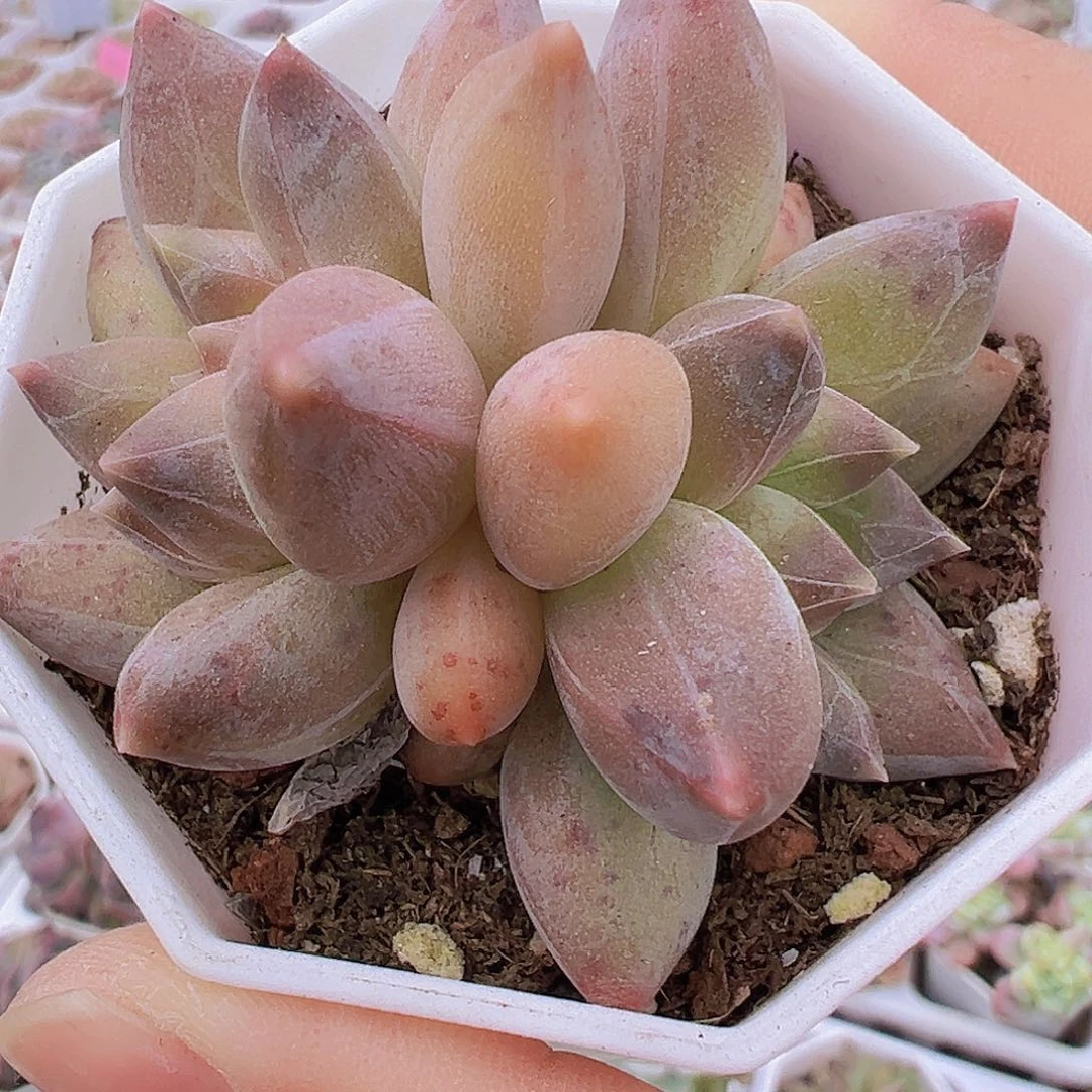 双头重楼19包邮多肉