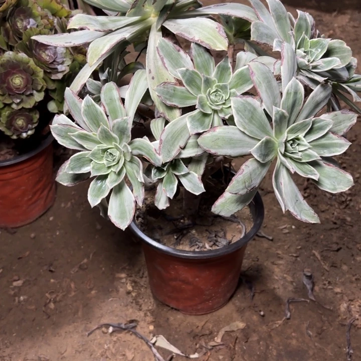 多肉植物法师白帝城18