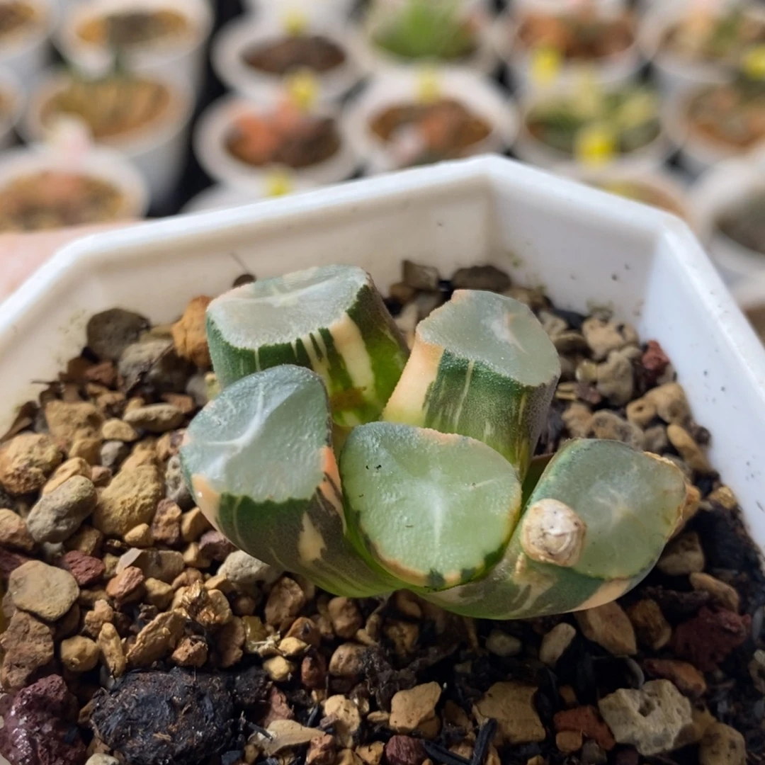 578号山之翠万象锦