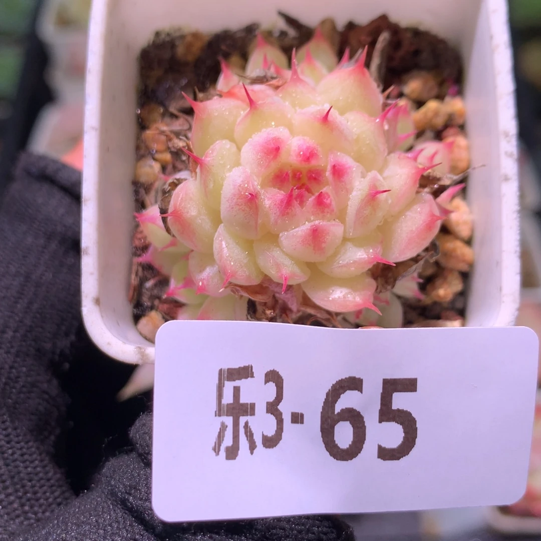 乐然 3-65 海王群