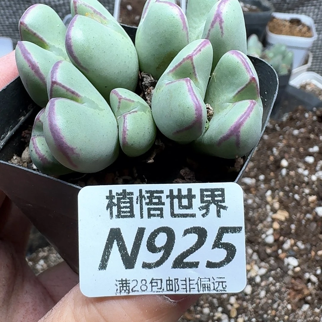 多肉植物的润泽吃