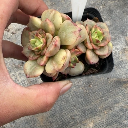 127辣牡丹锦多肉植物多