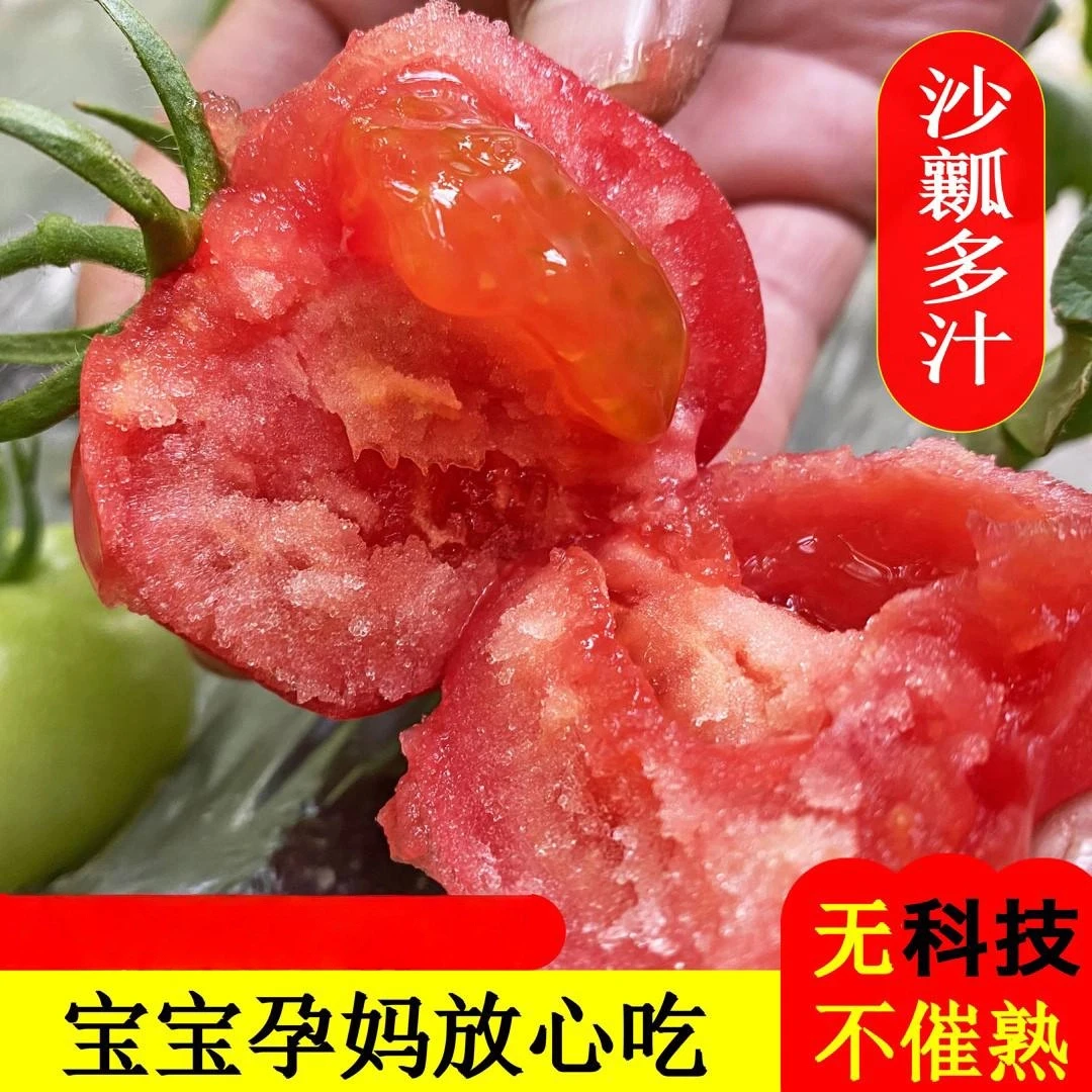 陕西泾阳普罗旺斯水果西红柿沙瓤番茄新鲜采摘自然成熟