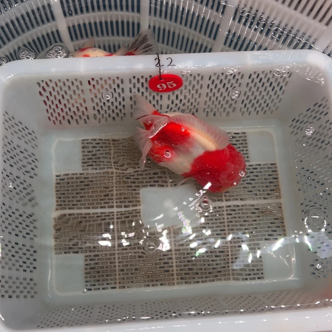 怡***泽海水鱼我们是真的爱对方