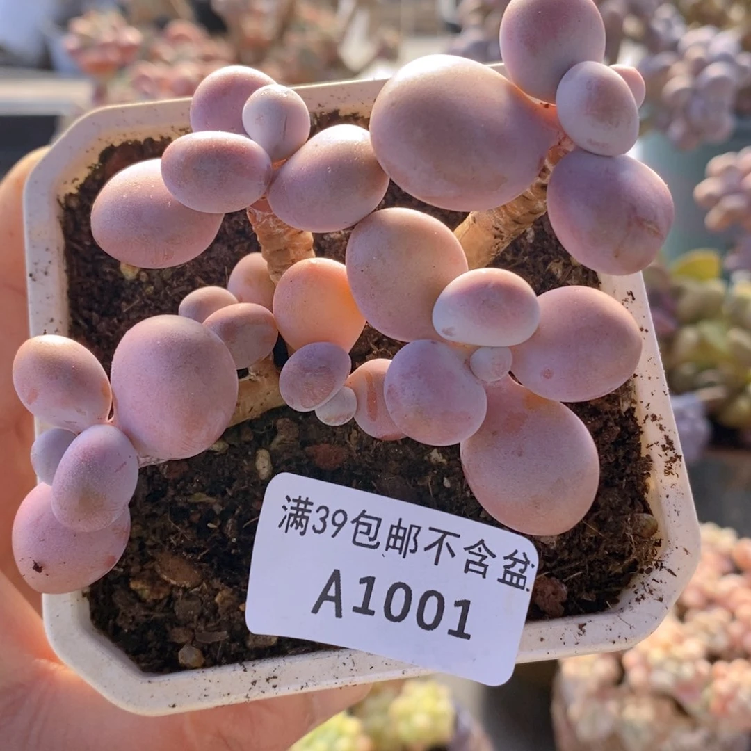 腰子桃蛋7cm001多肉植物