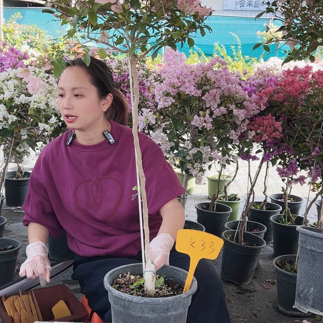 幺***幺大部分花苞少量开放K33婆罗洲樱花