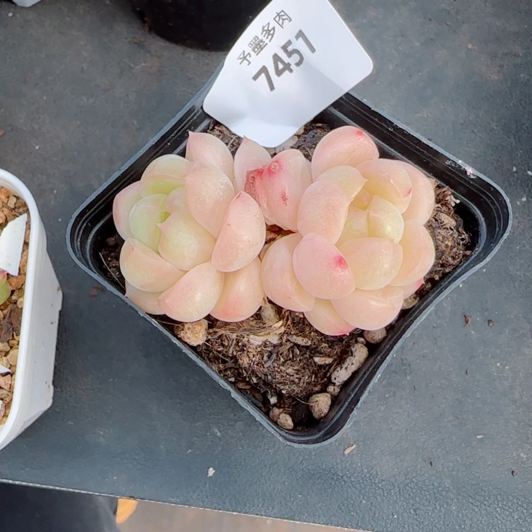 倾城珍妮，7451多肉植物