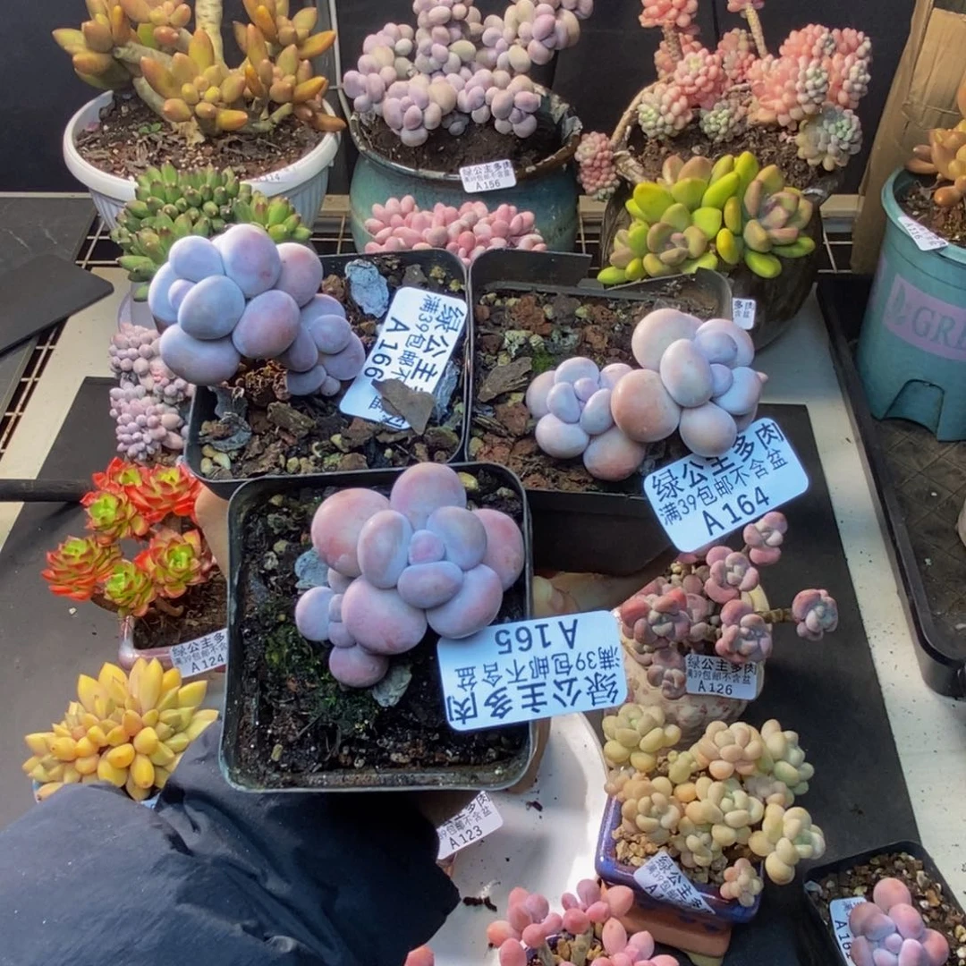 三颗芭比奶164。165。166