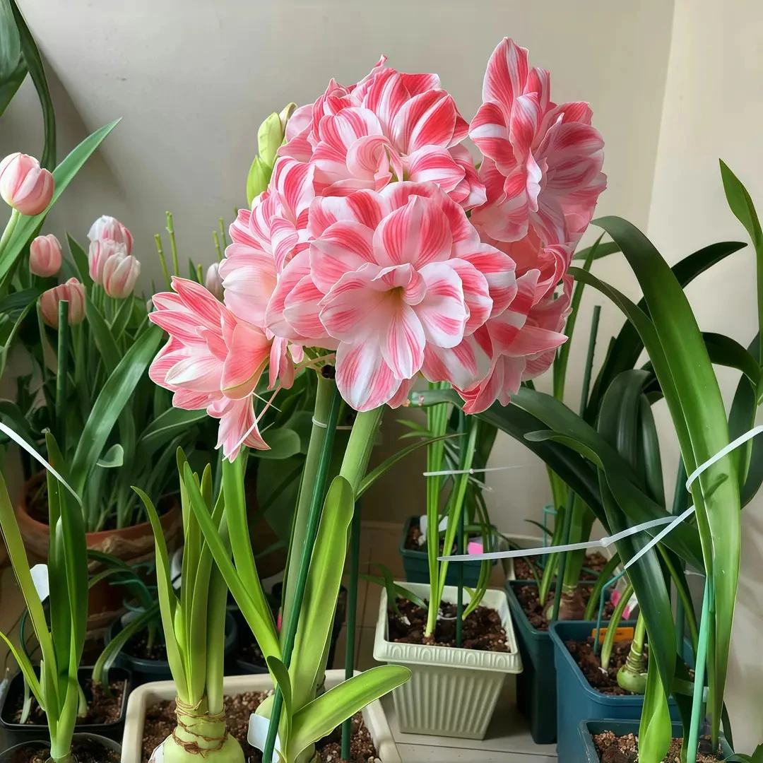 【荷兰进口】四季重瓣朱顶红种球观赏室内外盆栽好养活懒人花卉植物