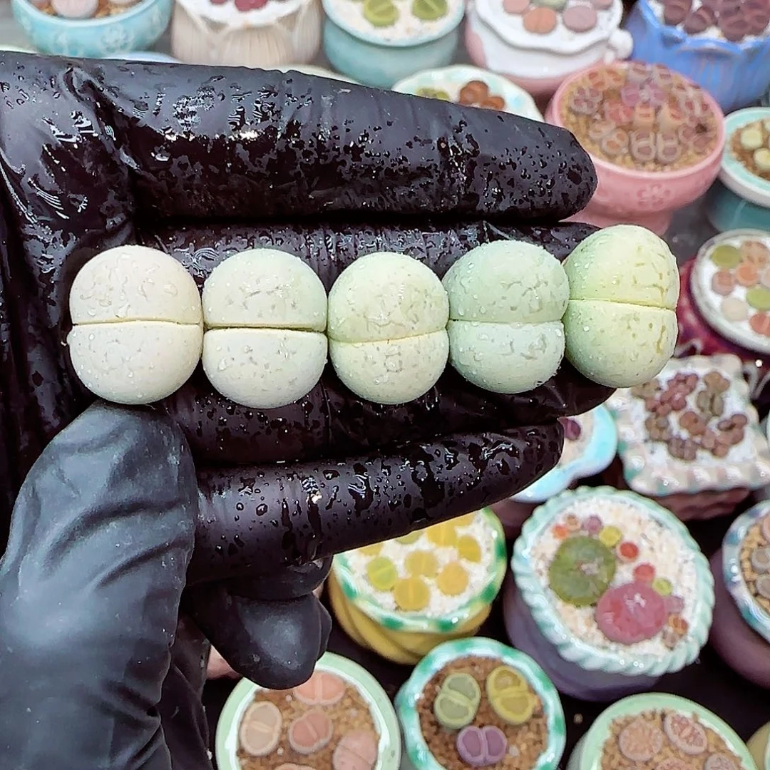 生石花满18包邮1205-118