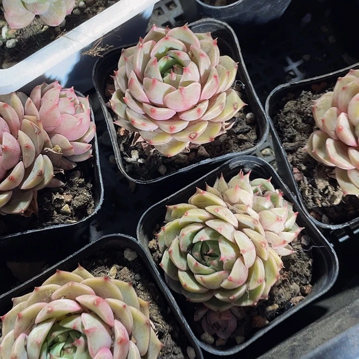 6.5方笨吧带哦土发