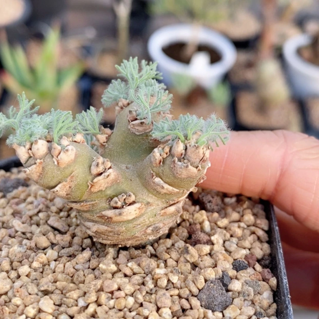 【闪购商品】白皮月界