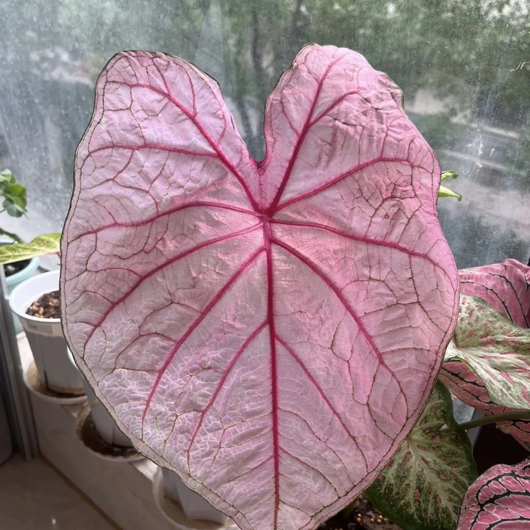 【一物一拍】彩叶芋耐热种球多年生室内盆栽彩叶观叶类懒人植物