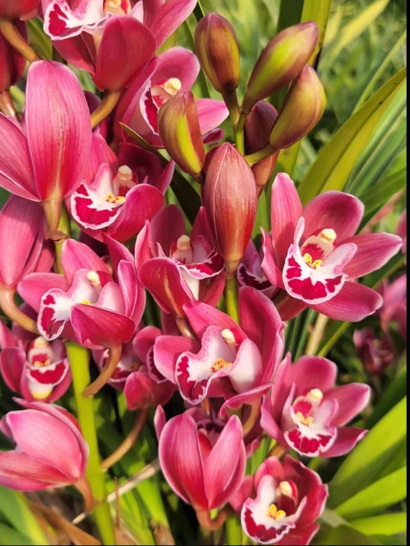 【年宵花红宝石5-8花】蕙兰高端兰花浓香型好养易活室内外精品盆栽