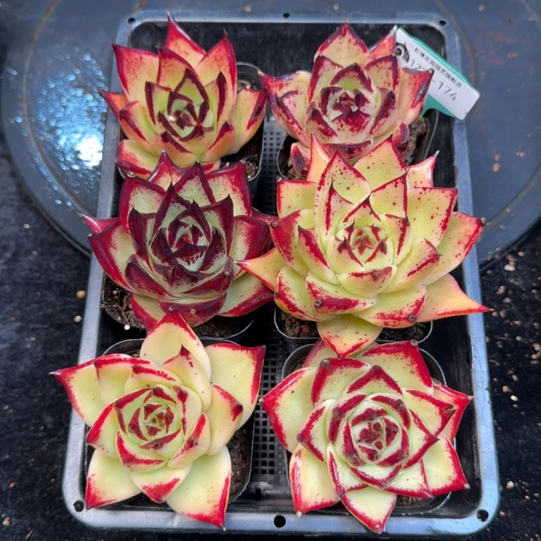 从前慢多肉精选编号1225.174