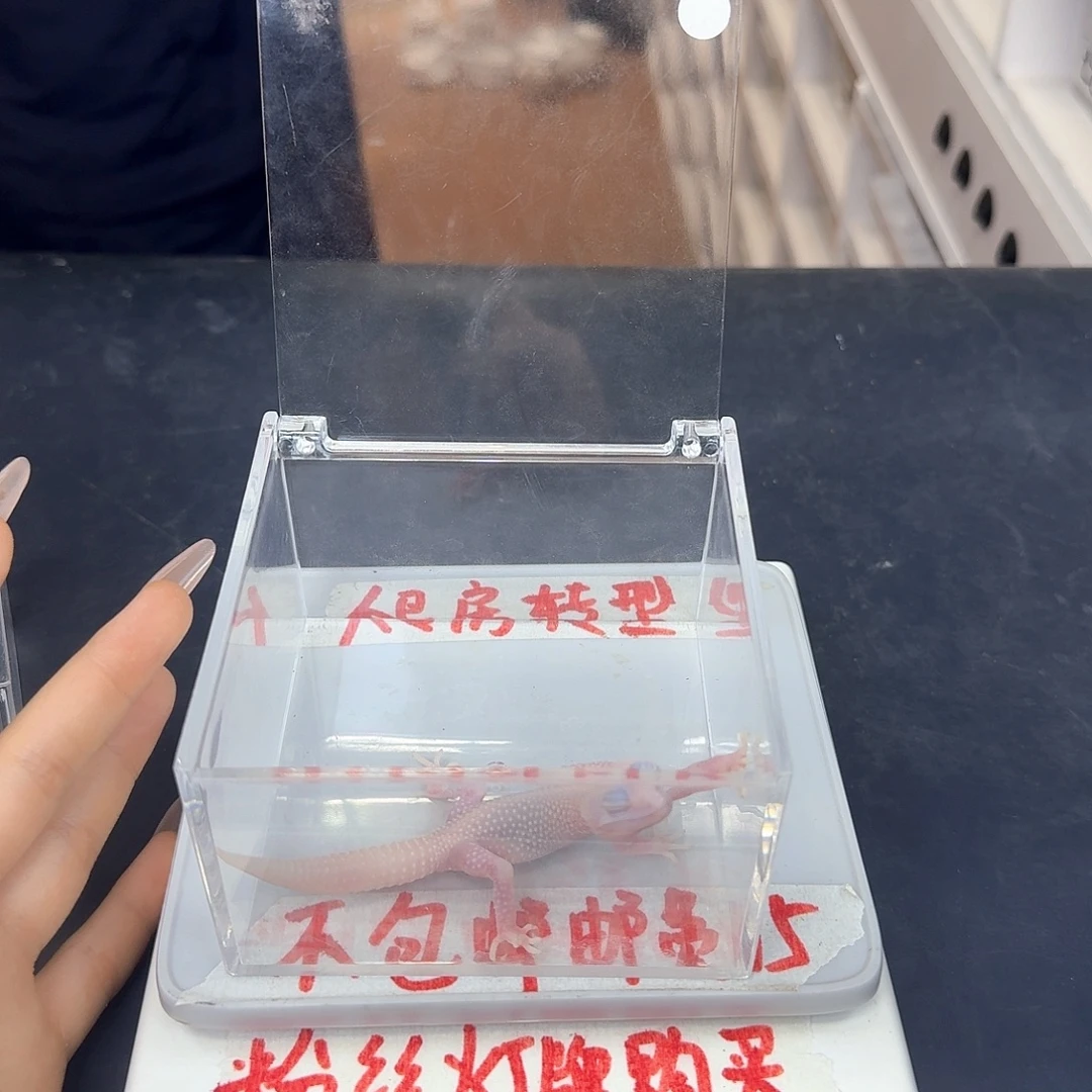 豹纹守宫/22222哈哈哈
