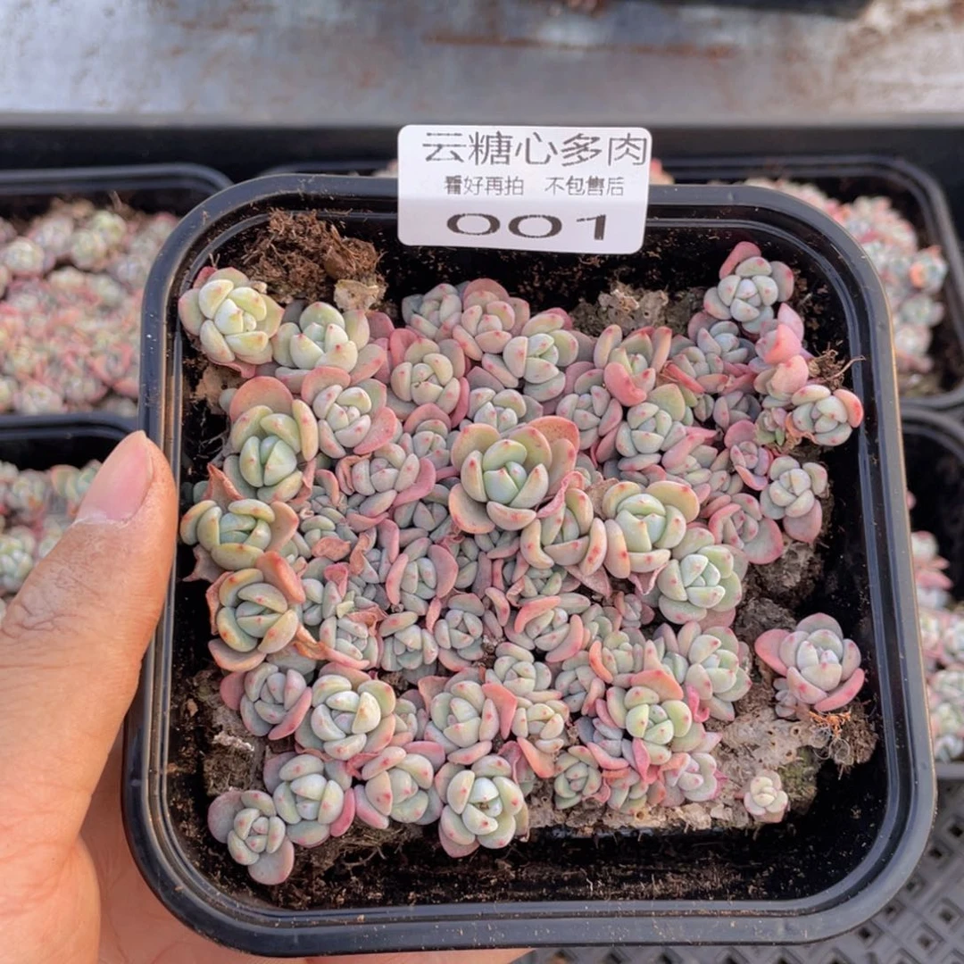 云糖心多肉植物001