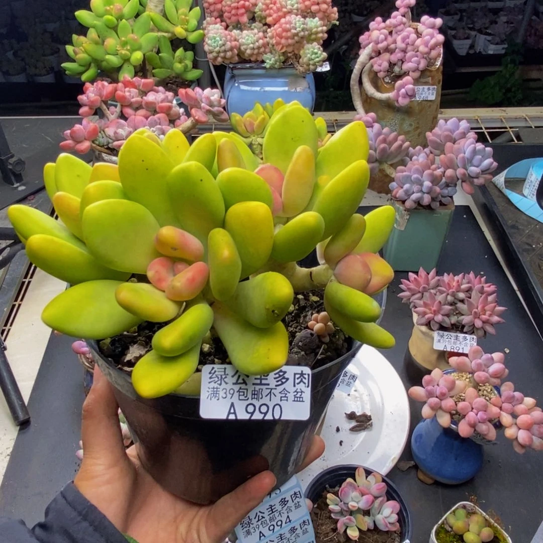 990芒果奶多肉10c m