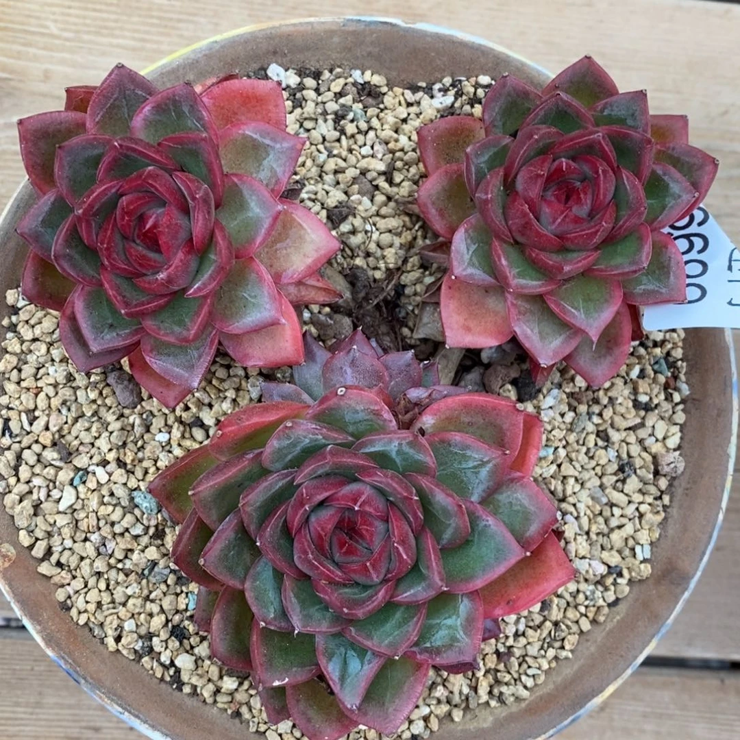 倾***8杂交精品多肉6699~12厘米