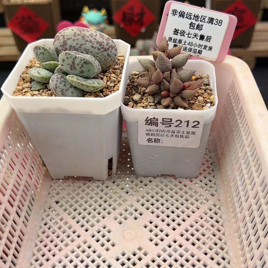 傲****)212小辣椒巨型花蛋多肉