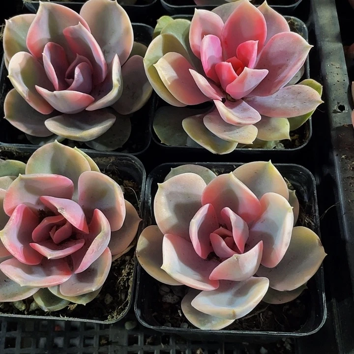 7方大彩虹带盆土发