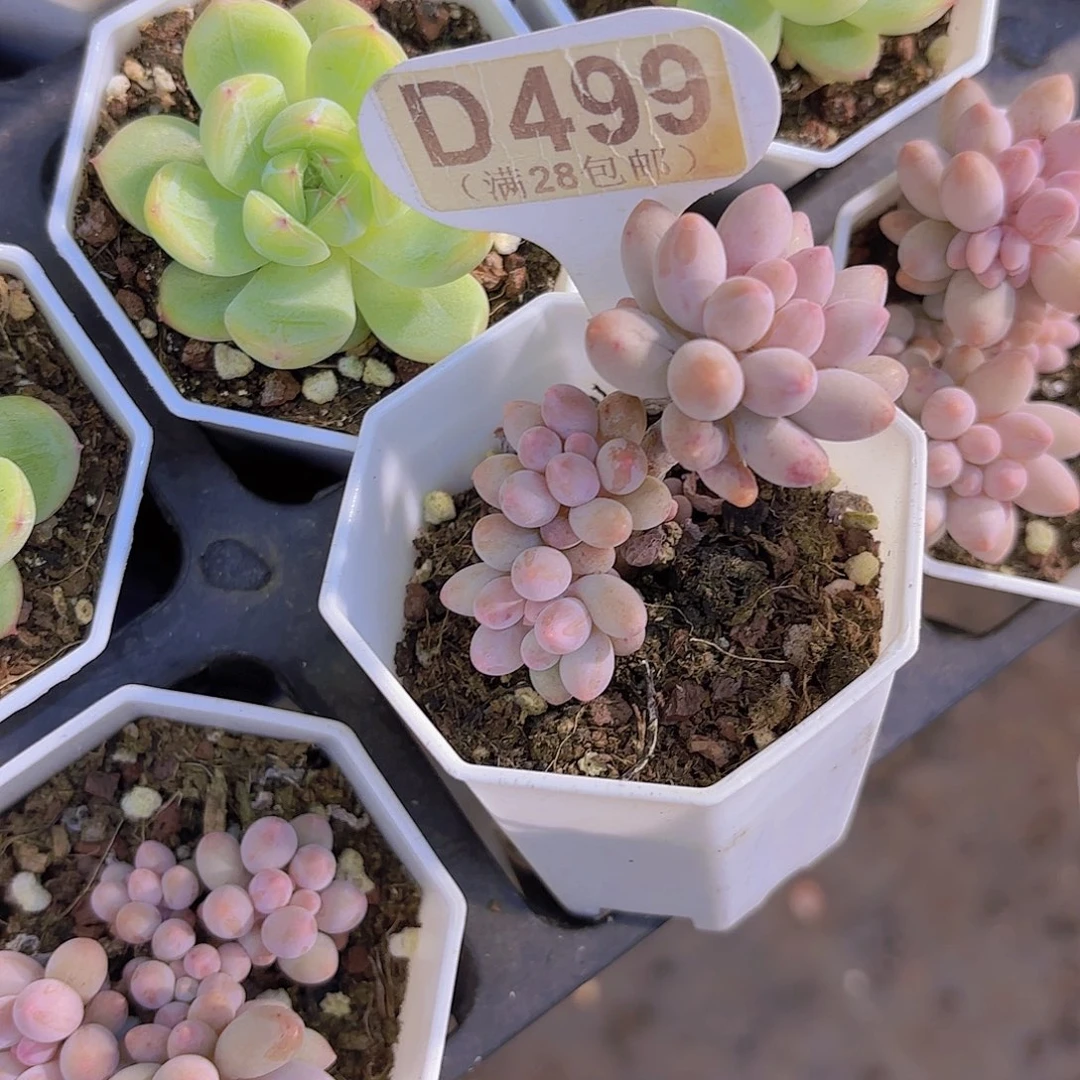 D499婴儿手指一物一拍