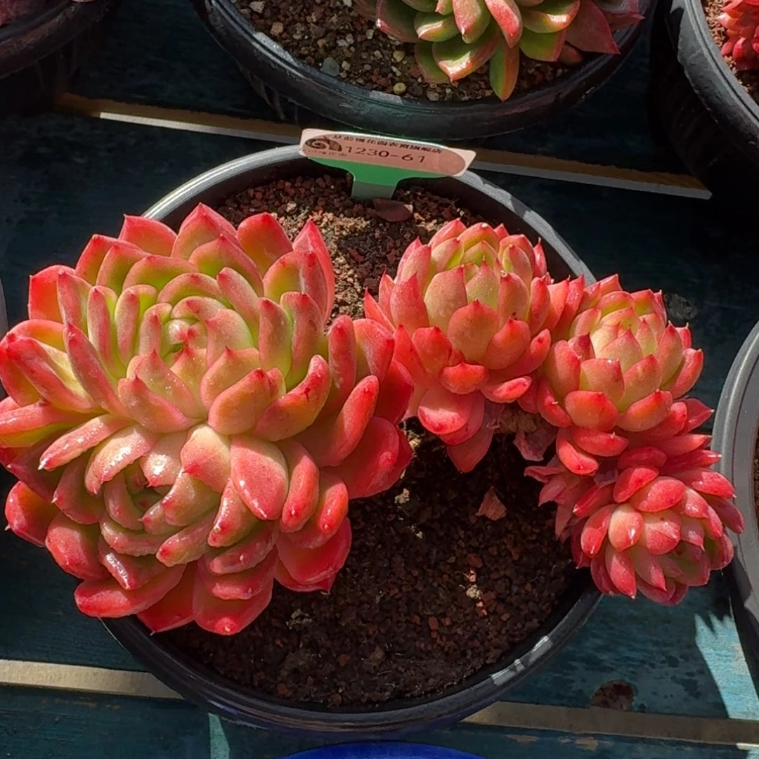 从前慢花园多肉精选编号1230-61