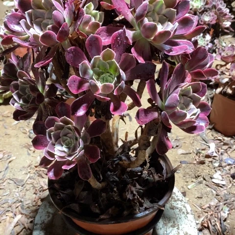 905金丝雀法师多肉植物