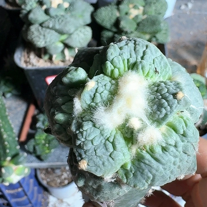 【闪购商品】无花朵川****烫怒涛038