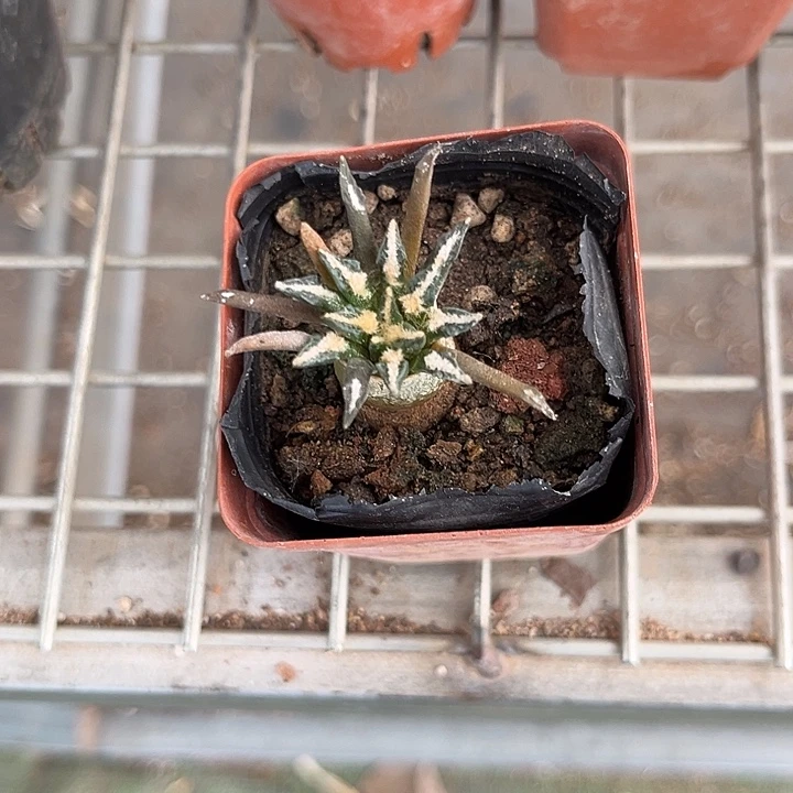 当前无花朵，栽培后可花朵派****啦