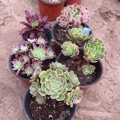 021多肉植物组合,