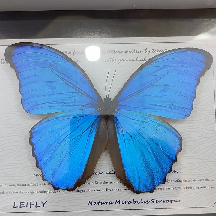 b***g蝴蝶标本定制91号