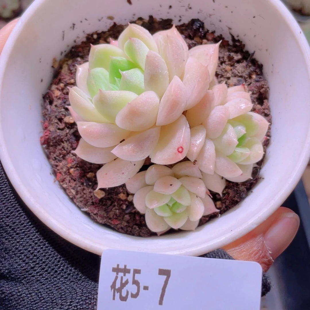 花利美5-7麦秆群生