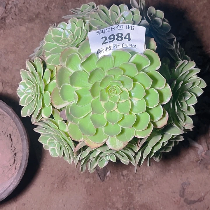 2984莲花座多肉植物