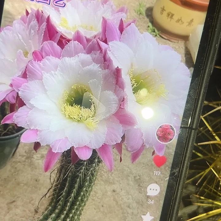 清清3-249侧牙侧牙