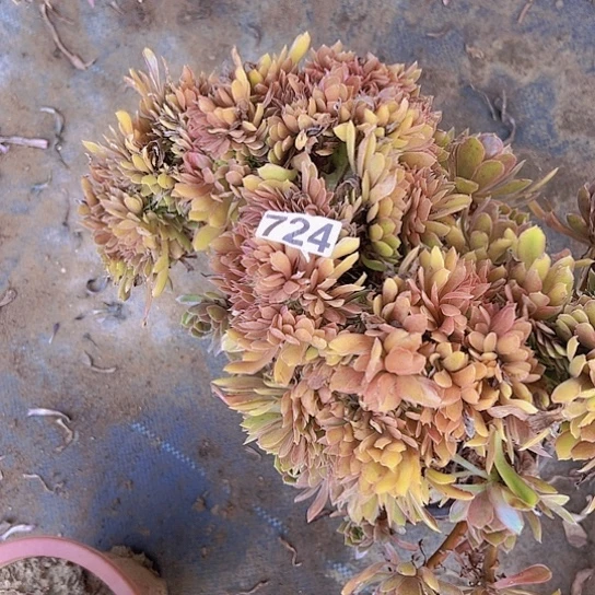 冷***汐多肉植物一个那家
