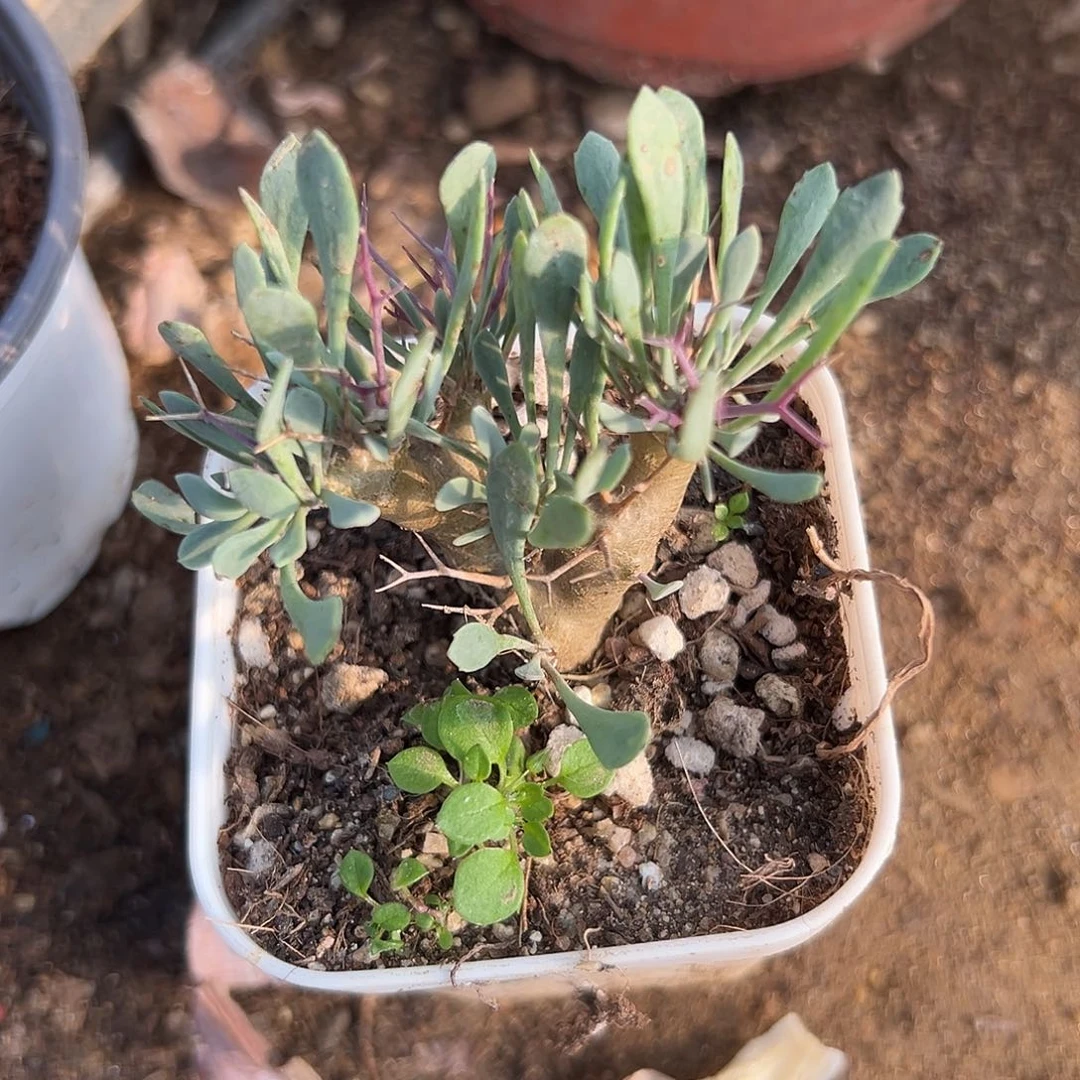 多肉植物多肉植物