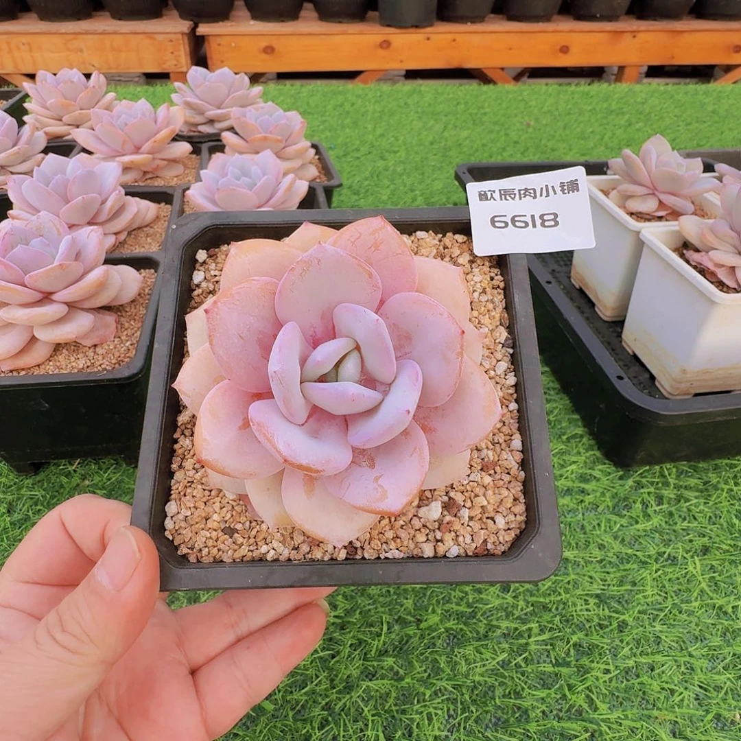 多肉植物奶茶单头6618