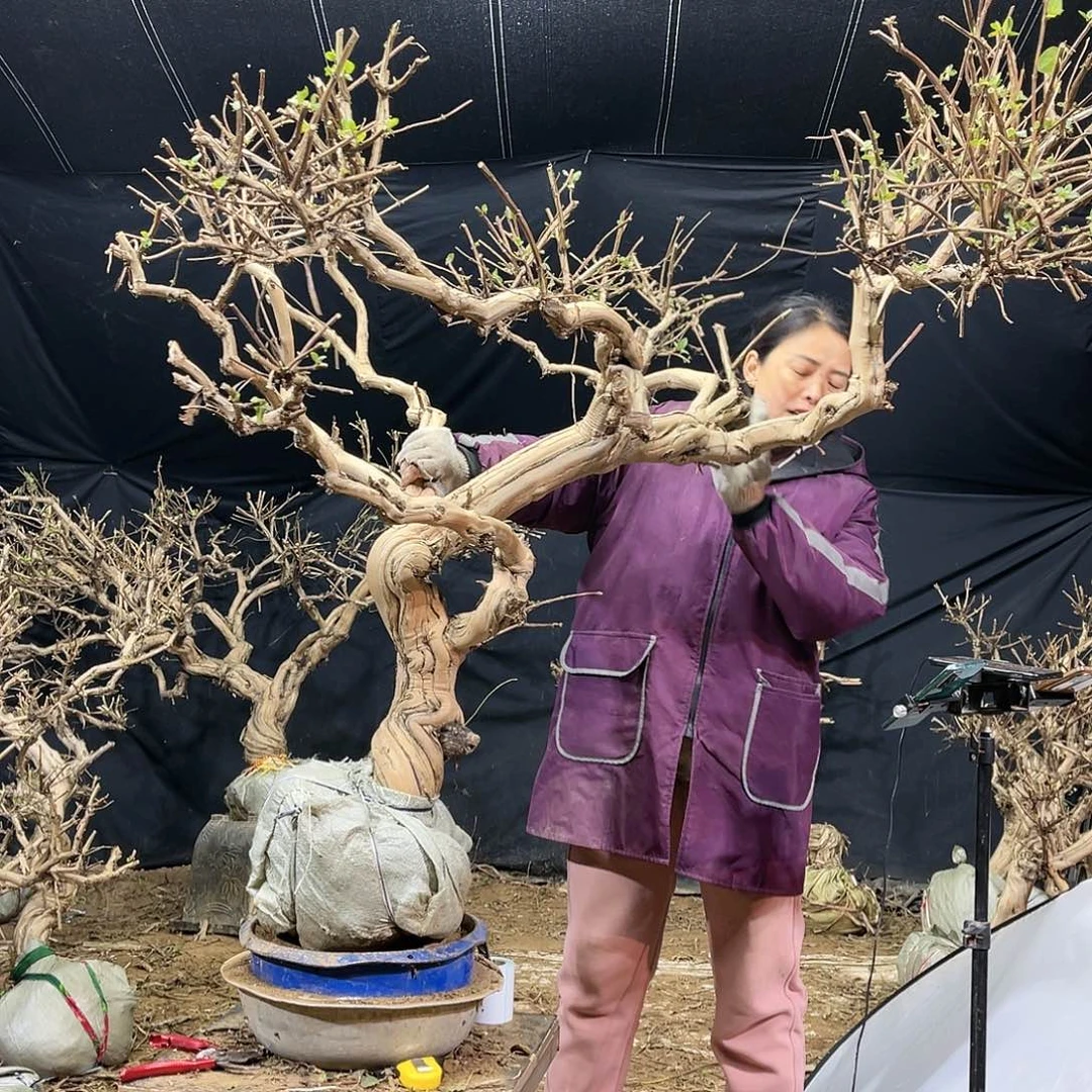 金银花的故事是一个