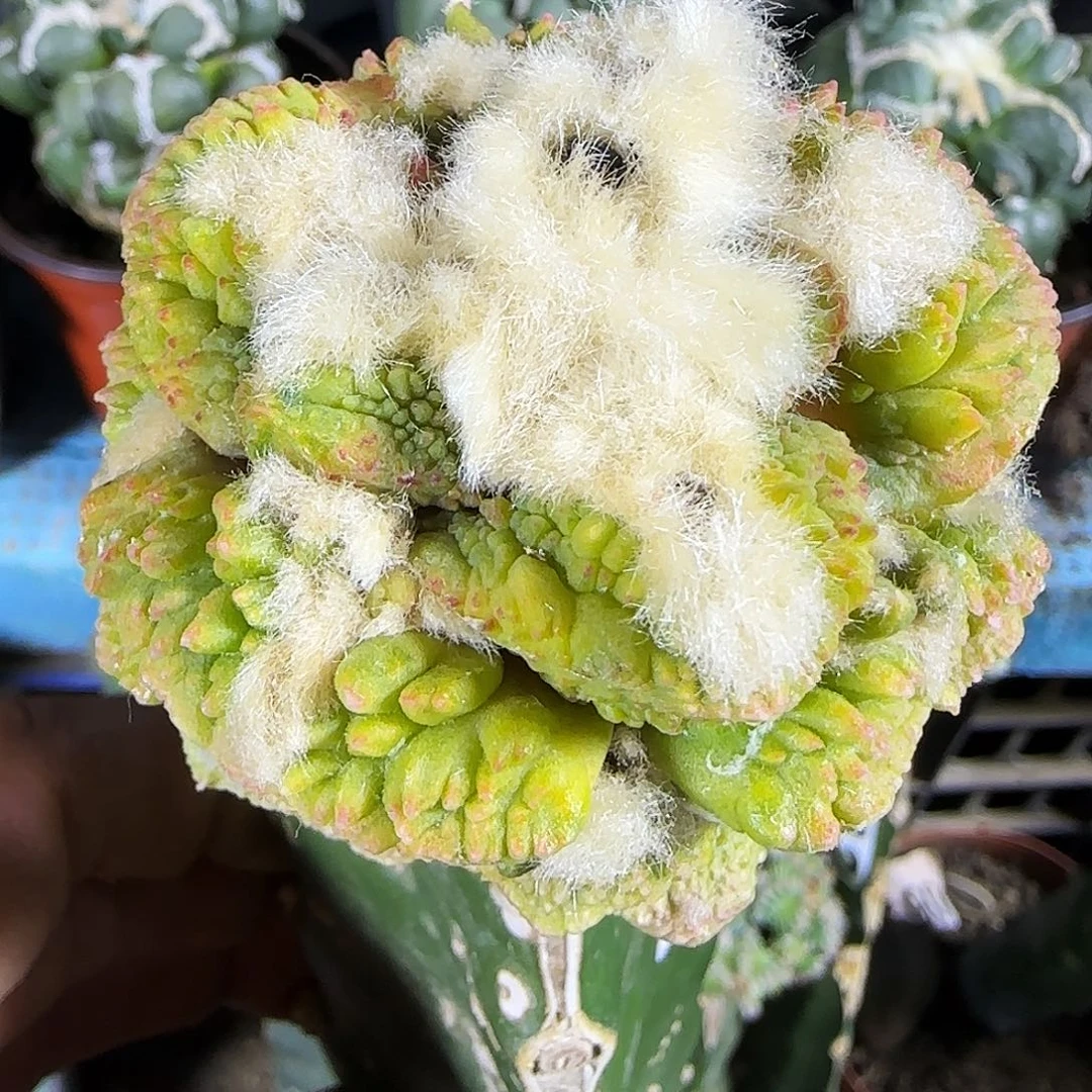 牡丹锦687仙人球开花