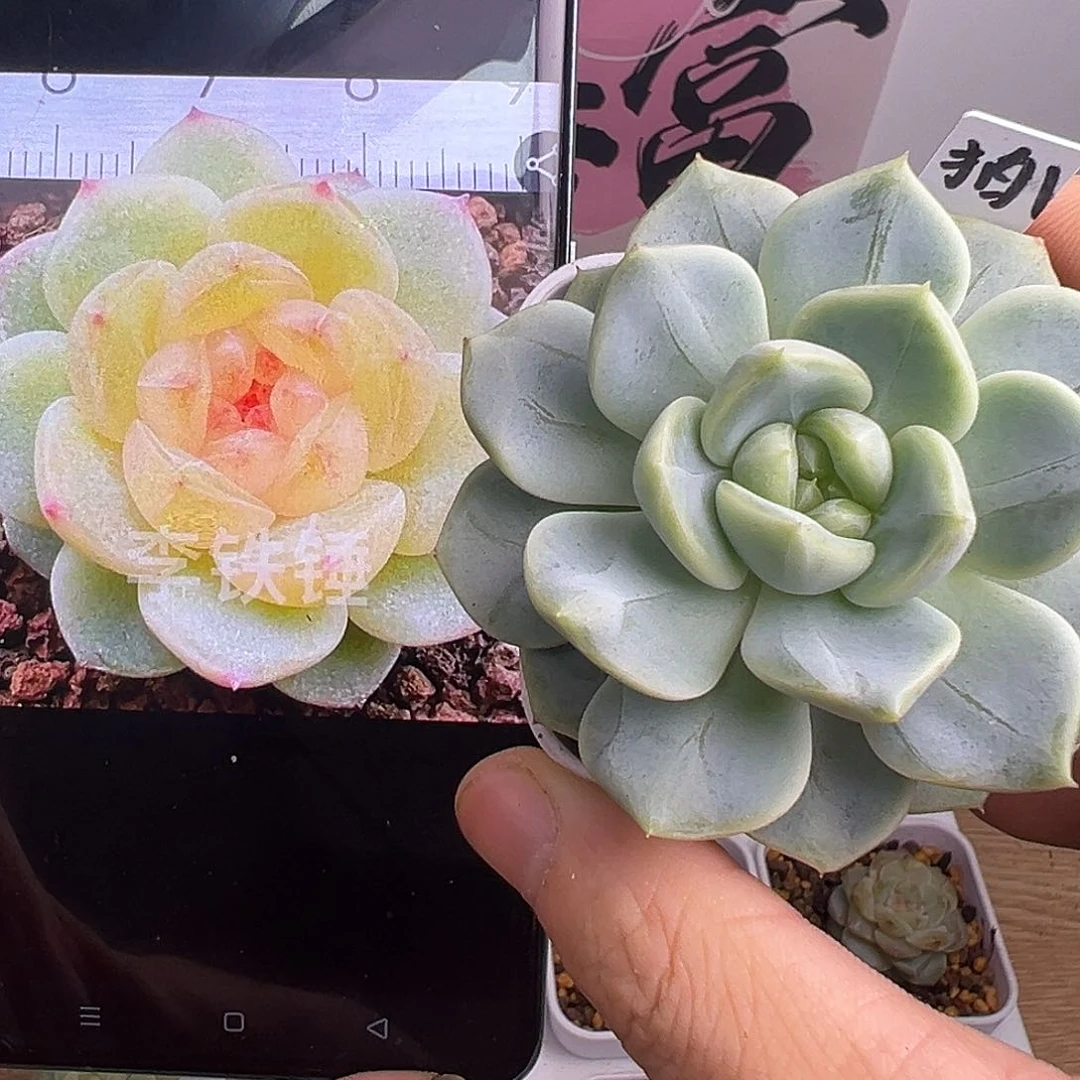 拍卖一号甜心一物一拍