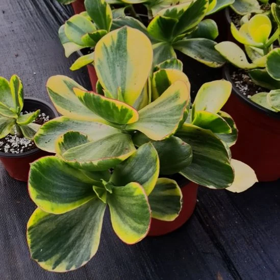 包菜家里的青梅白覆轮锦