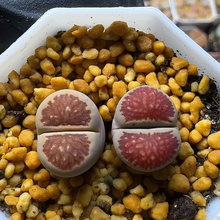 多***⑅生石花1111111。  267
