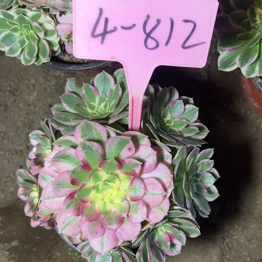 4-812海王多肉法师