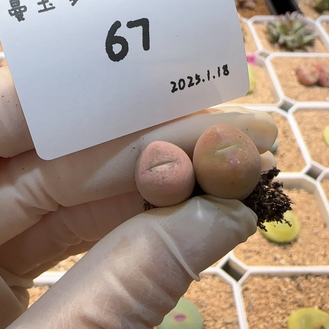 1*0多肉多肉多肉1.18-067 130