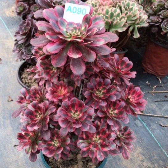 青***姐无花朵初恋法师多肉植物090号