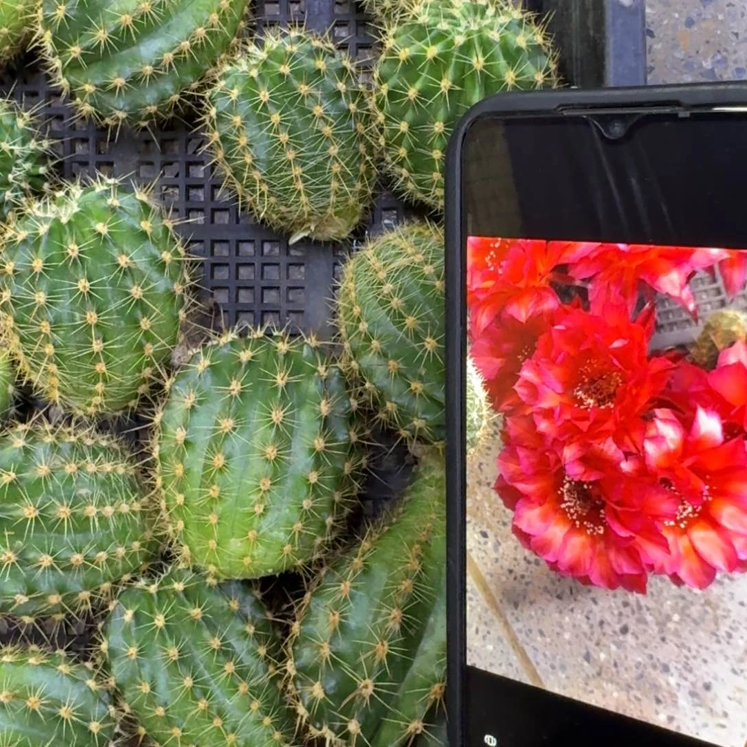 29彩草红颜歪4公分左右无根侧牙，20包邮