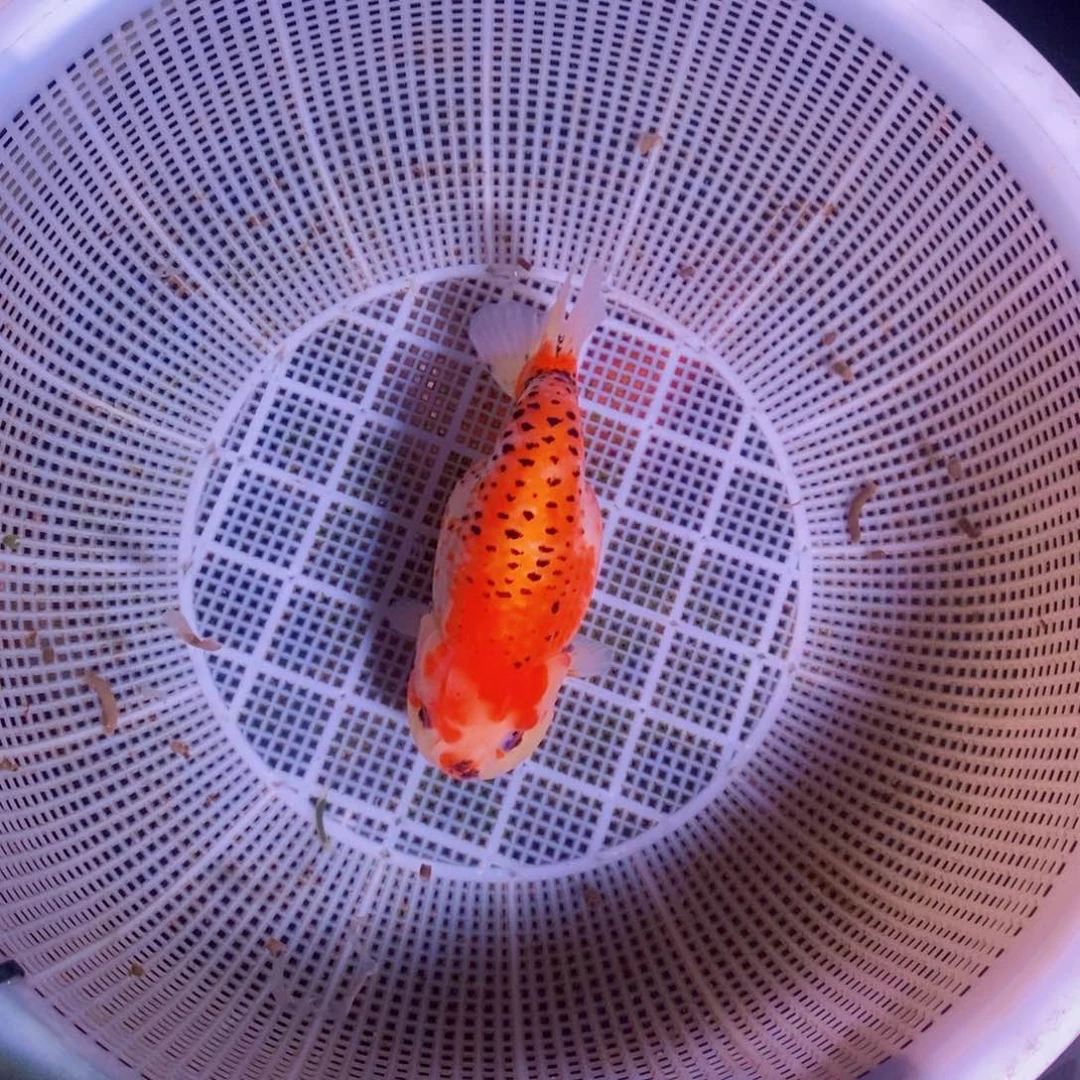 海水鱼大****乐不包邮落地包损包健康