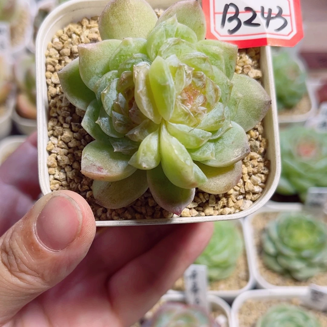 桃****B243 一物一拍 绿瑶